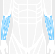 Forearms figure highlighted in blue